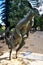 Kangaroo family statue at garden in Perth, Australia