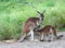 Kangaroo feeding baby joey