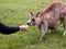 Kangaroo feeding from hand