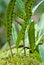 Kangaroo fern, Microsorum diversifolium