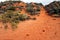 Kangaroo footprints on red sand in Australia outback