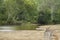 Kangaroo in the foreground near the creek