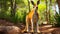Kangaroo In Forest: Daz3d Style Wildlife Photography