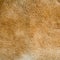 Kangaroo fur texture and background