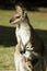 Kangaroo gazes into sun