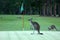 Kangaroo on a golf course in Australia