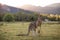 Kangaroo, Grampians, Victoria, Australia