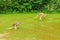 Kangaroo grazing on green grass