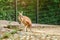 Kangaroo grazing on green grass