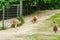 Kangaroo grazing on green grass