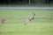 Kangaroo grazing in a pasture Australia