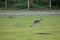 Kangaroo grazing in a pasture Australia