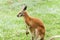 kangaroo on a green blurred background