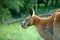 Kangaroo on green grass