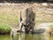 Kangaroo having a drink