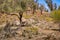 Kangaroo hiding in the scrub in the Flinders Ranges, South Australia