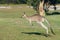 Kangaroo Hopping