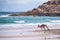 Kangaroo hopping on the beach