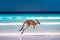 Kangaroo hopping / jumping mid air on sand near the surf on the beach at Lucky Bay, Cape Le Grand National Park, Esperance,