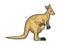 Kangaroo with human baby color sketch vector