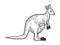 Kangaroo with human baby sketch engraving vector