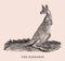 The kangaroo. Illustration after an antique woodcut engraving from the early 19th century