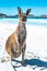 Kangaroo on an immaculate white sand beach