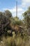 Kangaroo Island grass tree in the bushland