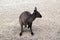 A kangaroo-island kangaroo