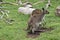 Kangaroo-Island kangaroo and joey