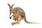 Kangaroo isolated