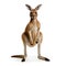 Kangaroo isolated on white background. 3D illustration, clipping path