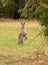 Kangaroo with joey ( baby kangaroo ) in pouch