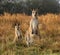 Kangaroo and Joey at Geehi Camping Area, Kosciuszko National Park NSW Australia