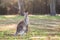 Kangaroo with joey in the morning light