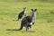 Kangaroo with joey in pouch