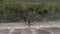 Kangaroo jumping from the beach in to the bush in slow motion in Cape Le Grand National Park