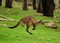 Kangaroo Jumping In The Meadow SA Australia