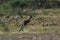 Kangaroo Jumping in the outback of Canberra