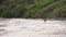 Kangaroo jumping in slow motion at the beach in Cape Le Grand National Park