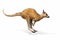 Kangaroo jumping on a white background