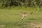 Kangaroo jumps across a green field