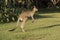Kangaroo jumps across a green field