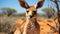 A kangaroo with large ears. Generative AI.