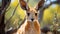 A kangaroo with large ears. Generative AI.