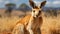 A kangaroo with large ears. Generative AI.