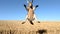 Kangaroo leaping gracefully over a golden wheat field, AI-generated.