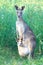 Kangaroo with little baby in wildlife Australia