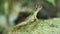 Kangaroo lizard Otocryptis wiegmanni AKA Wiegmann`s agama