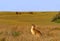 Kangaroo looking to the sky in a yellow field